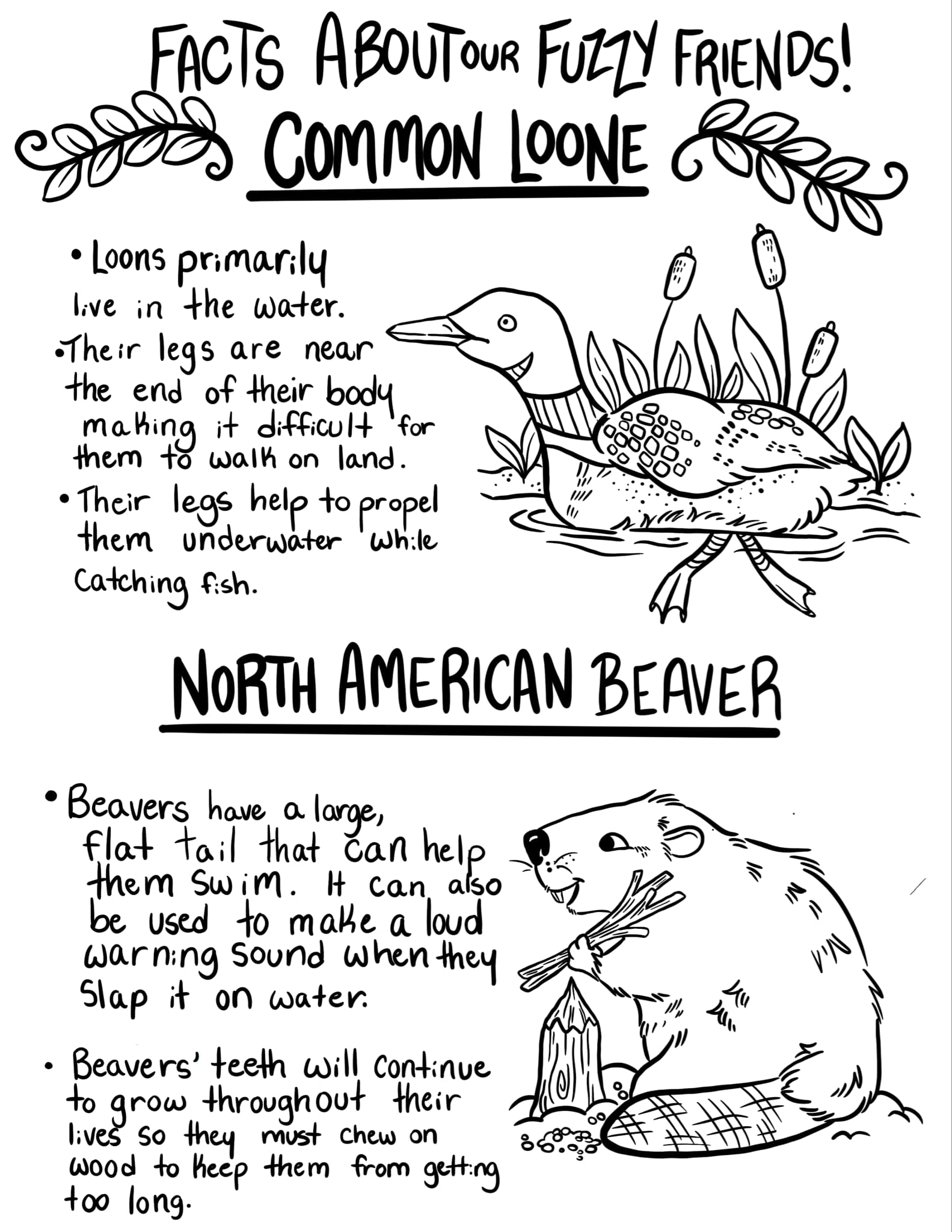 Loons and Beavers coloring sheet